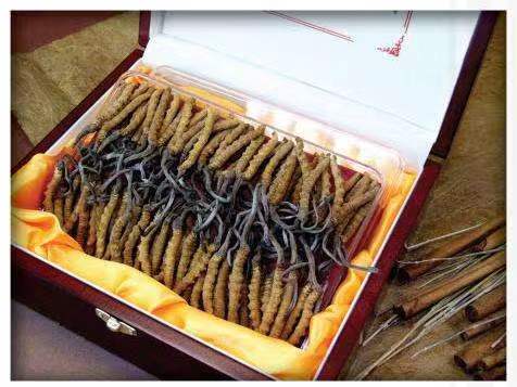 资源冬虫夏草回收